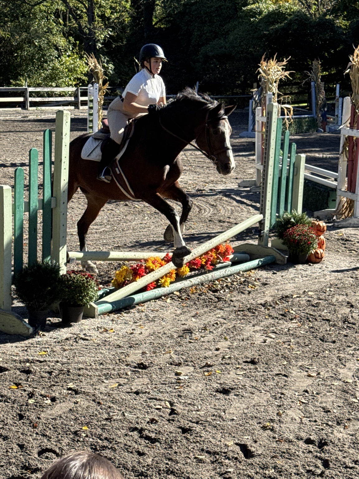Rider in a white shirt jumping a dark bay horse over a green crossrail