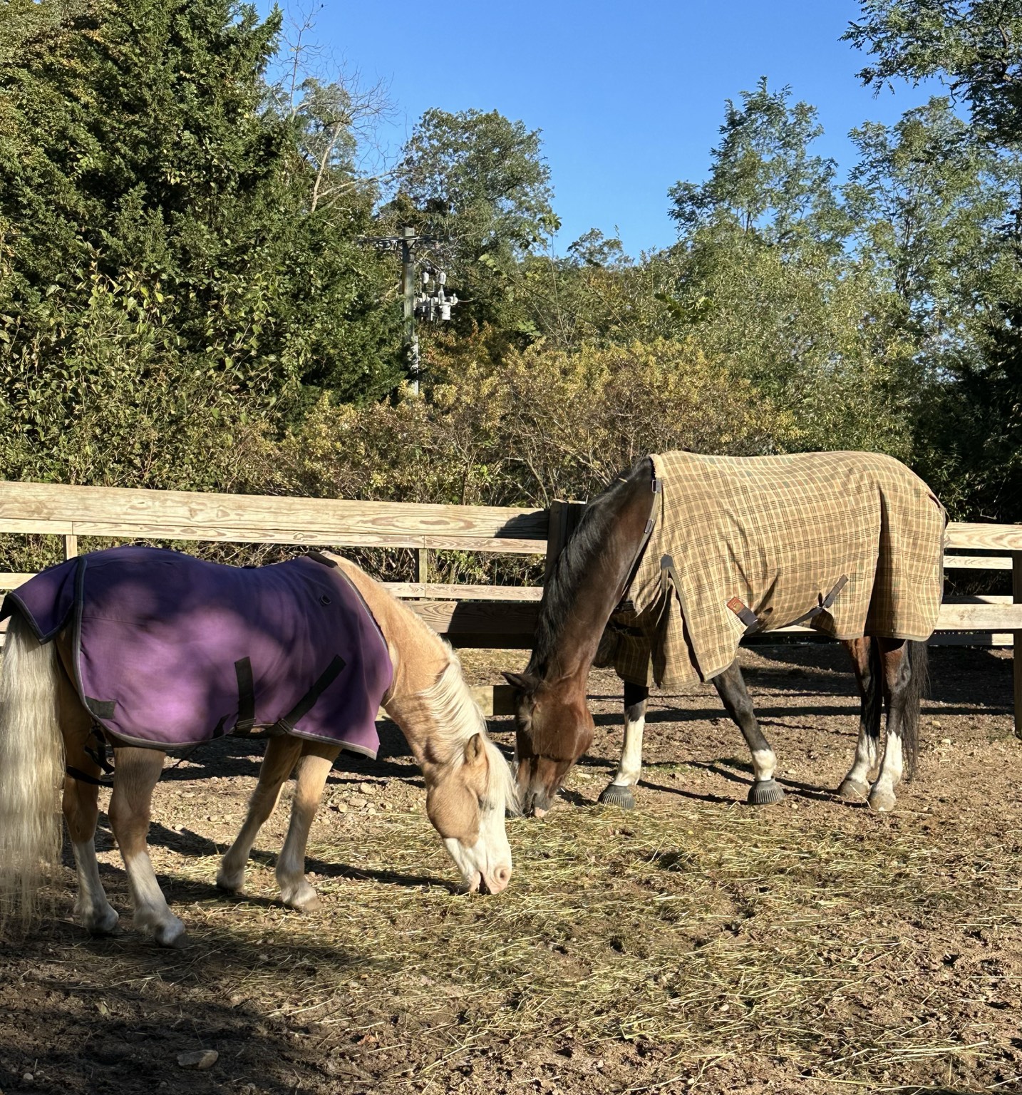 Pasture friends sharing hay in the autumn sunshine at Winding Hill Stables